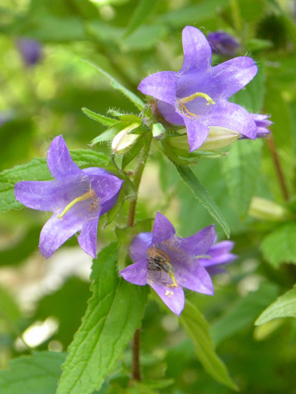 Campanula trachelium